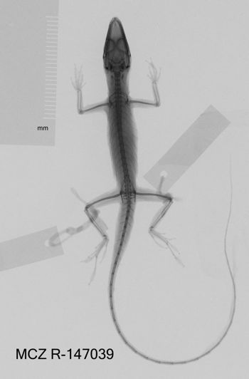 Media type: image;   Herpetology R-147039 Aspect: dorsoventral x-ray